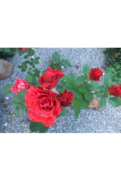 Багряно-червоні бутони чайно-гібридної троянди El Toro